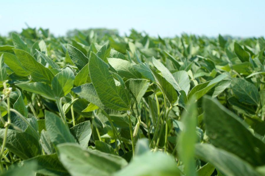 fullres_ground-still_38-scaled-1000x650 Green field