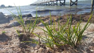 Seashore grass
