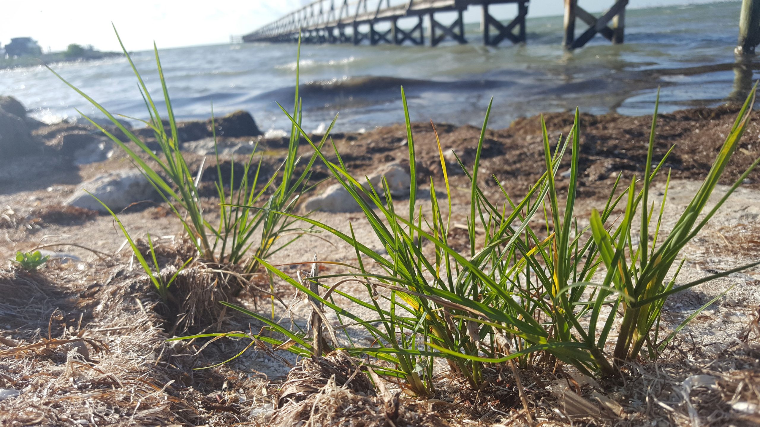 Seashore grass
