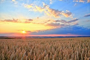 Sunset over wheat field