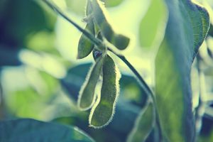 Soybean