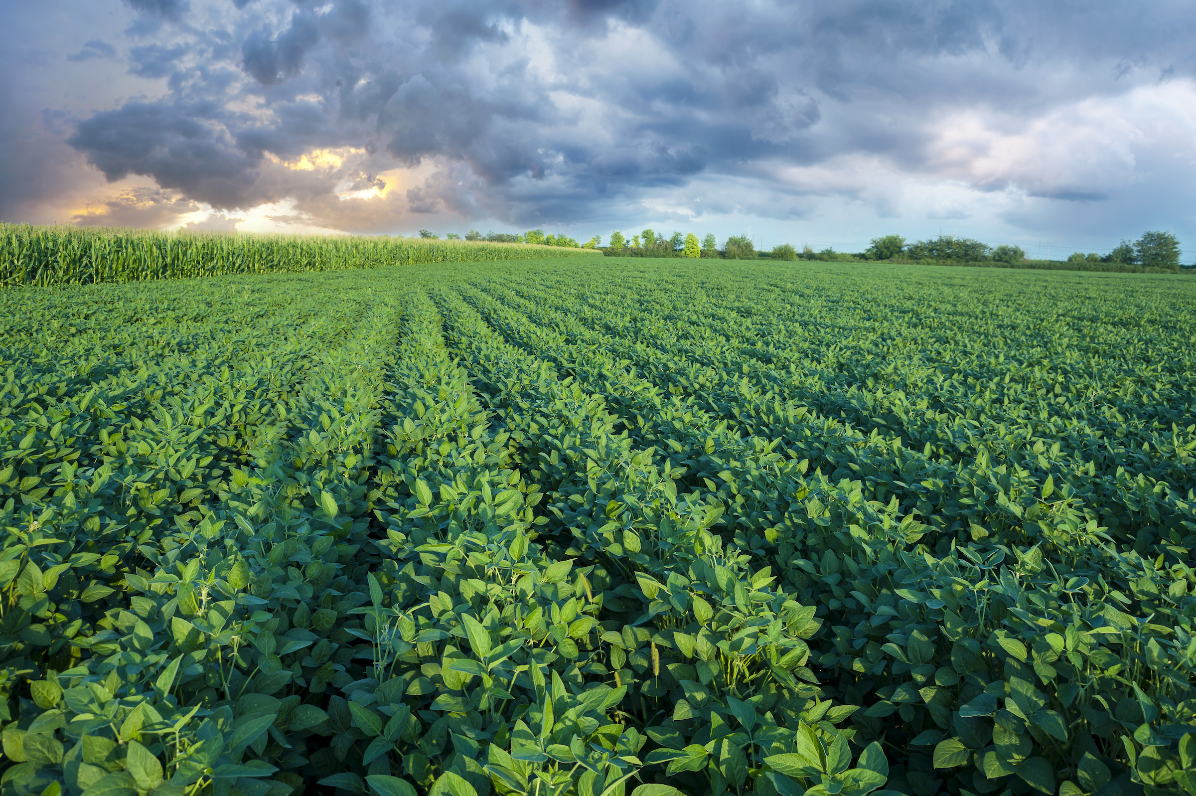 Soy field with rows of soya bean plants in sunset