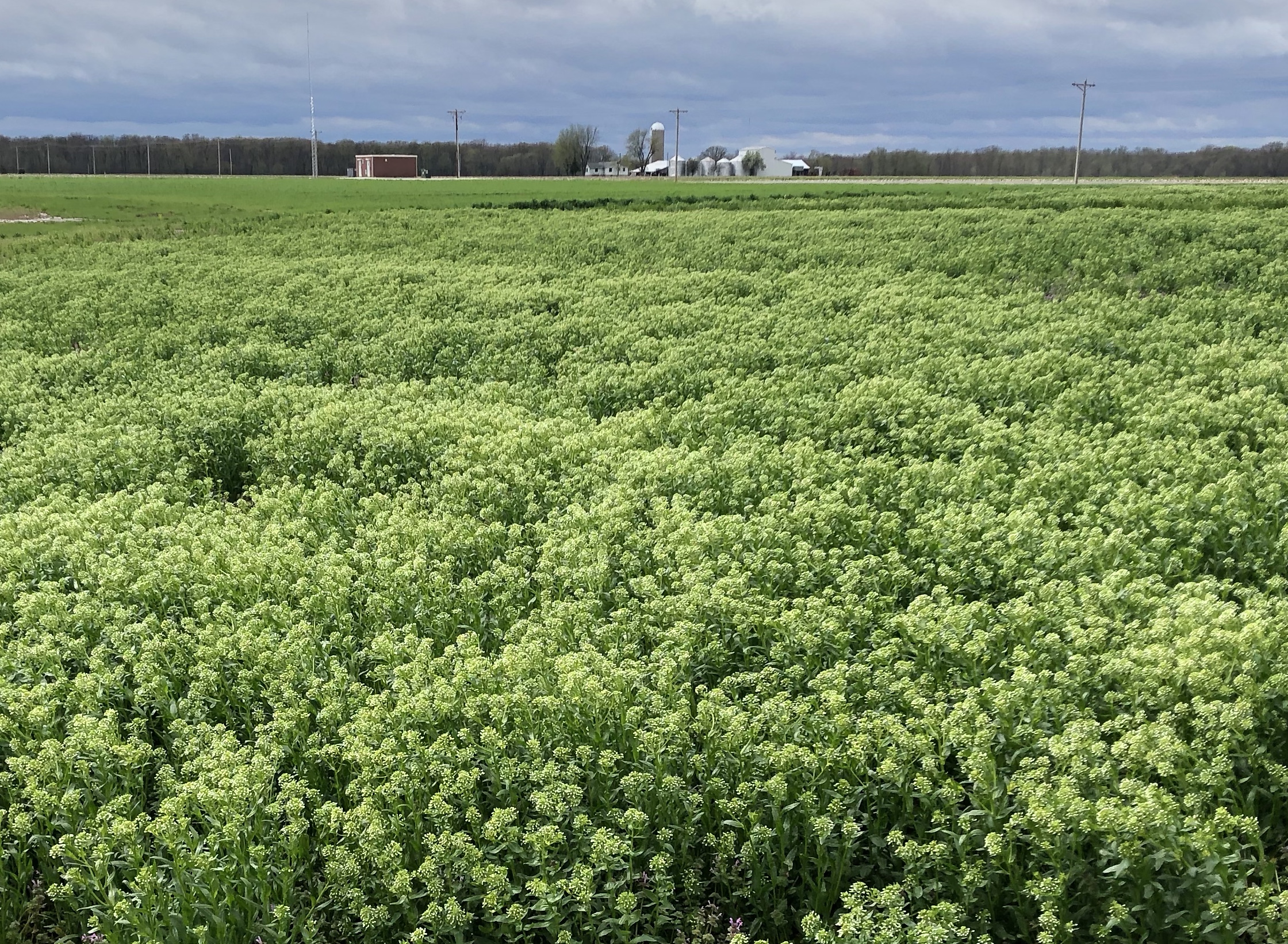 CCFlowering field 04-2020