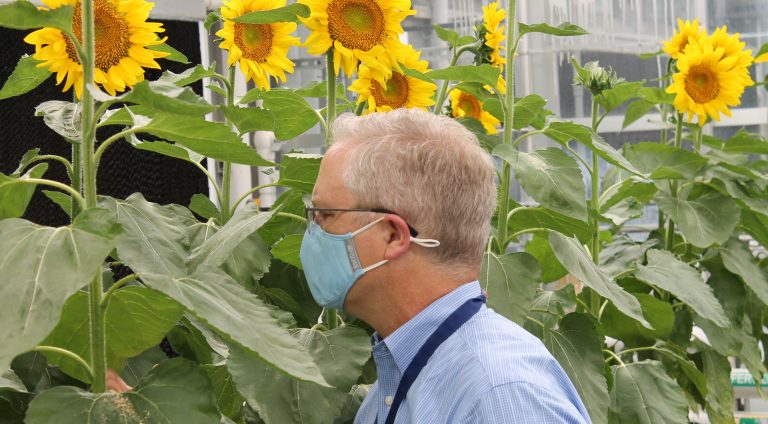 (St. Louis Post Dispatch) Rubber from sunflowers? Pentagon thinks startup’s research is golden