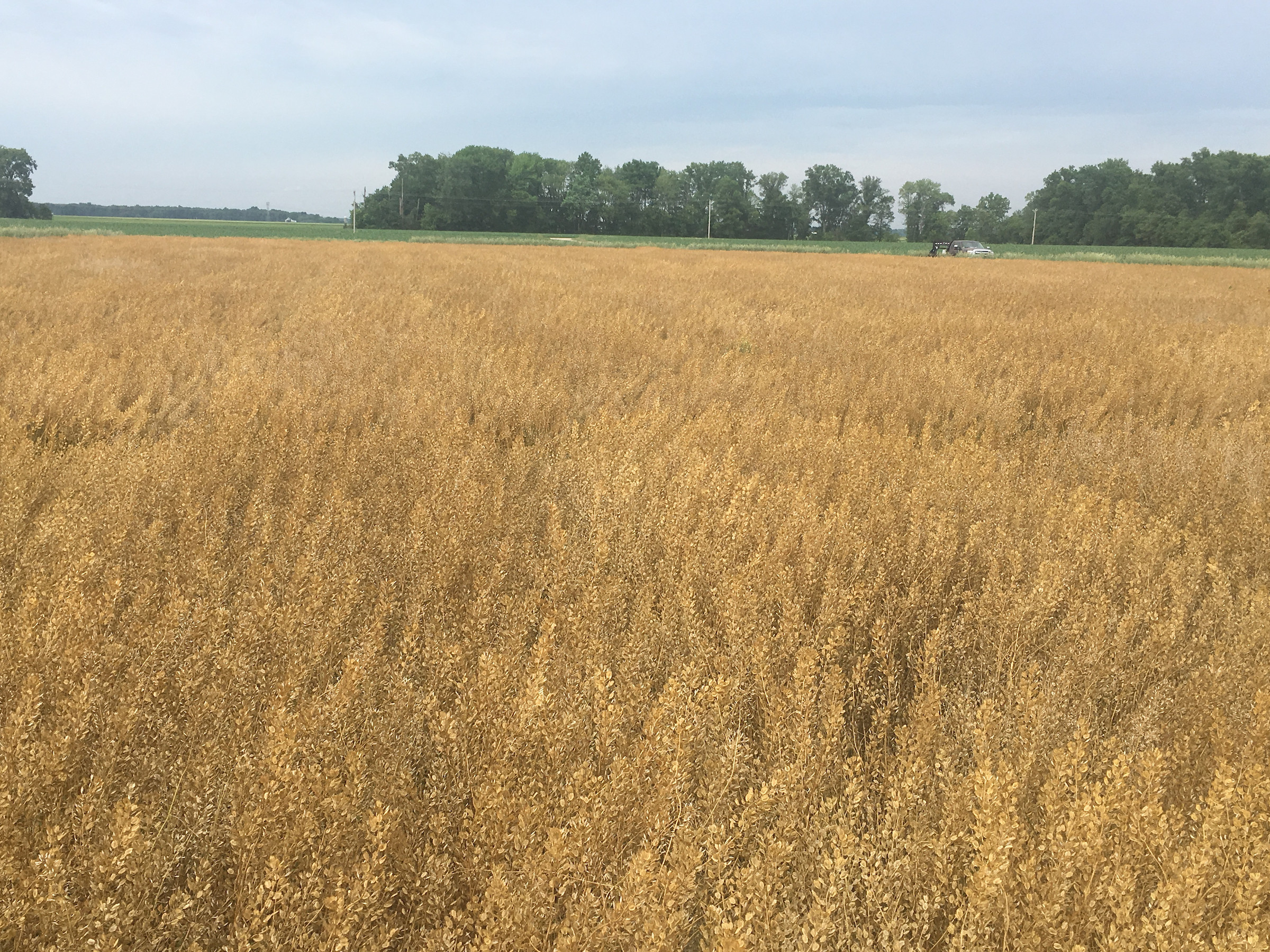 Mature pennycress