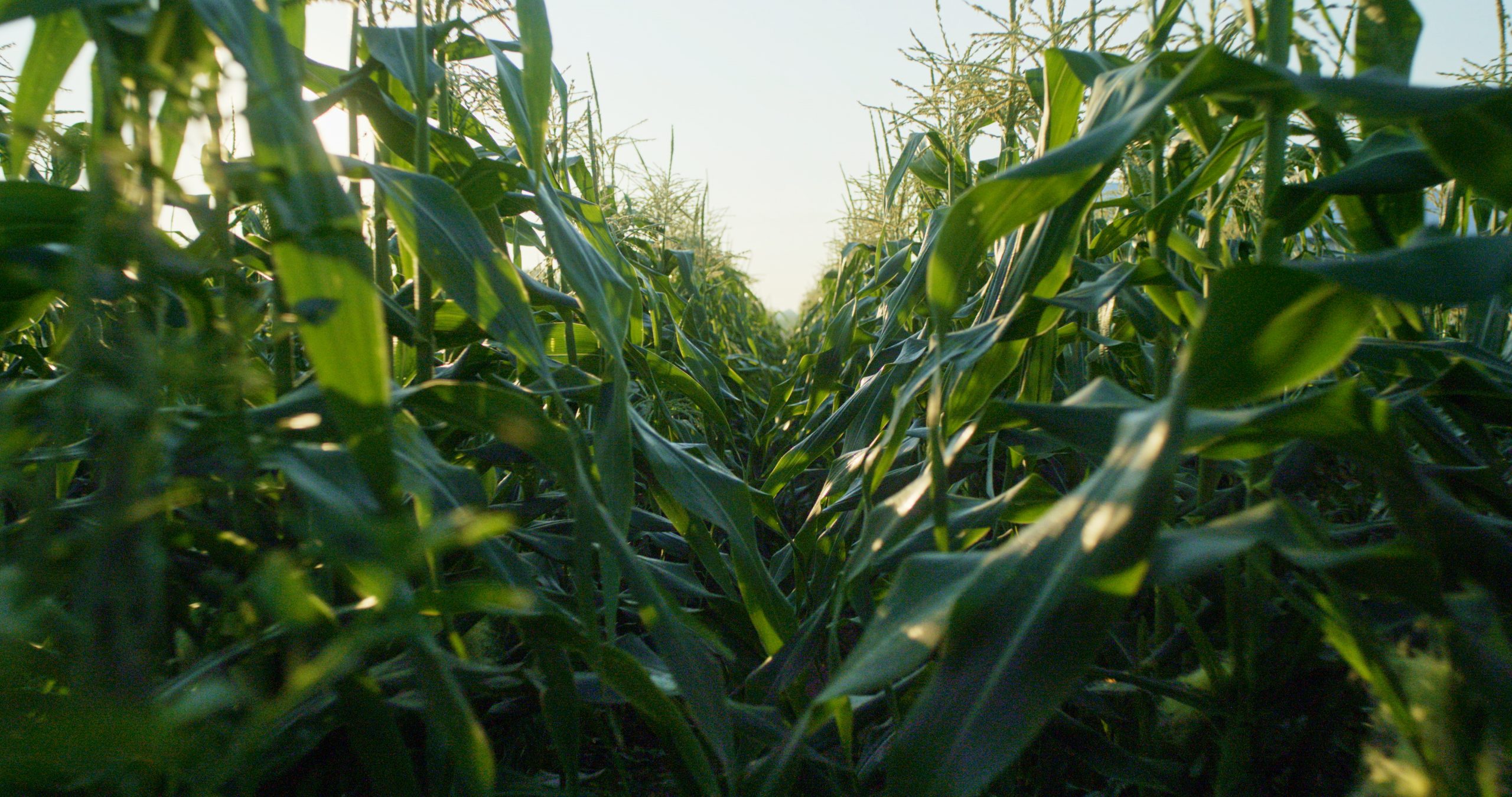 fullres_ground-still_27 (1)