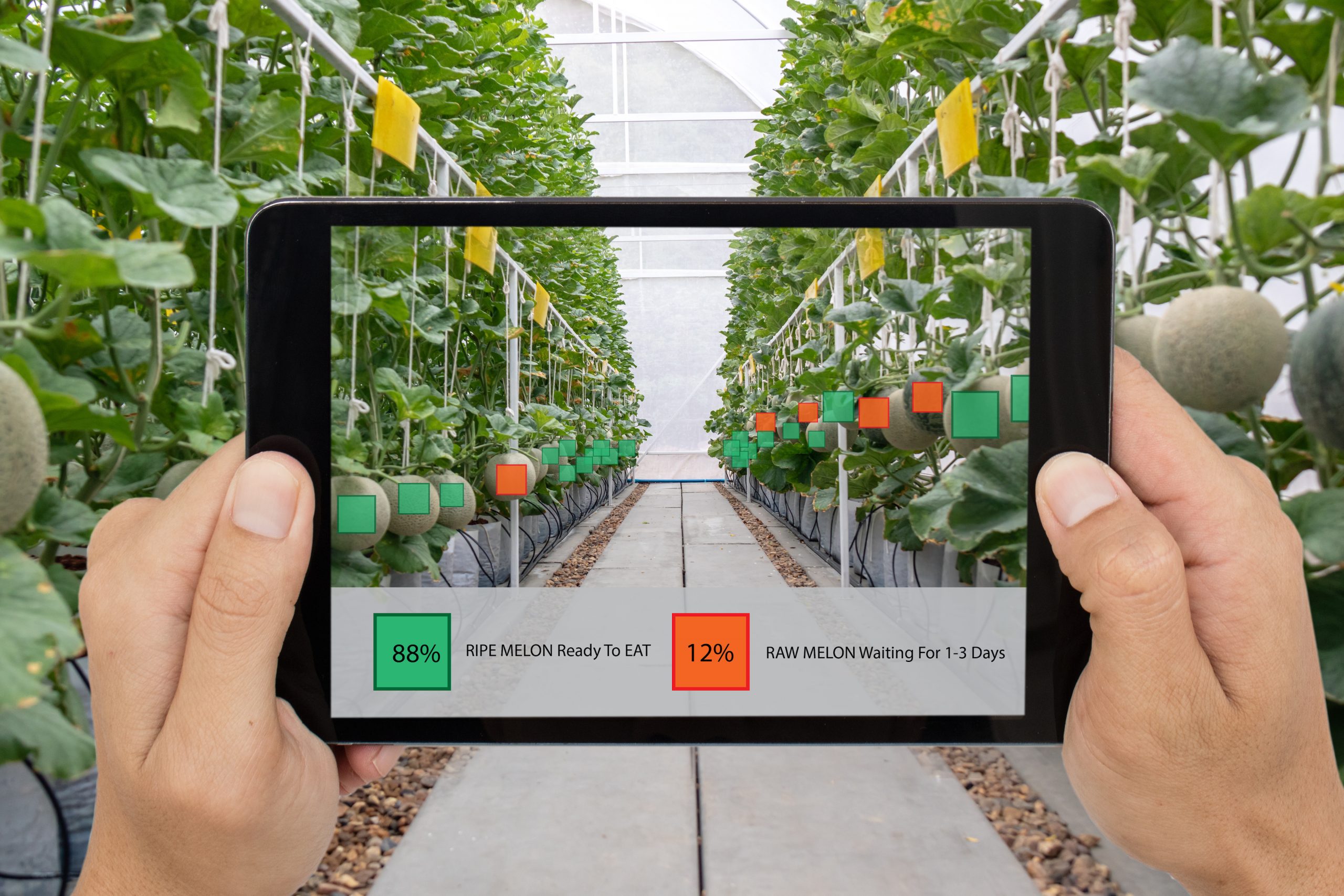 iot smart farming, agriculture industry 4.0 technology concept, farmer hold the tablet to use augmented mixed virtual reality software Artificial intelligence to detect and keep data in farm