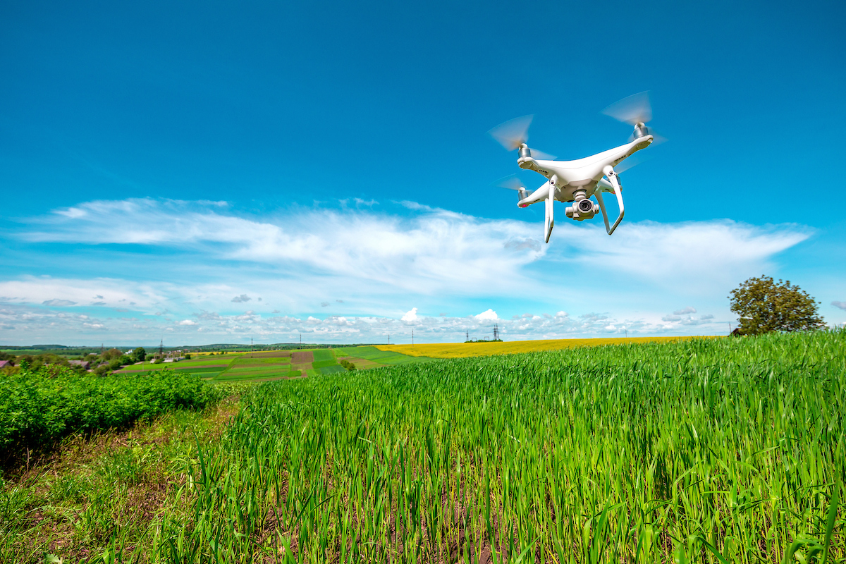drone quad copter on green corn field