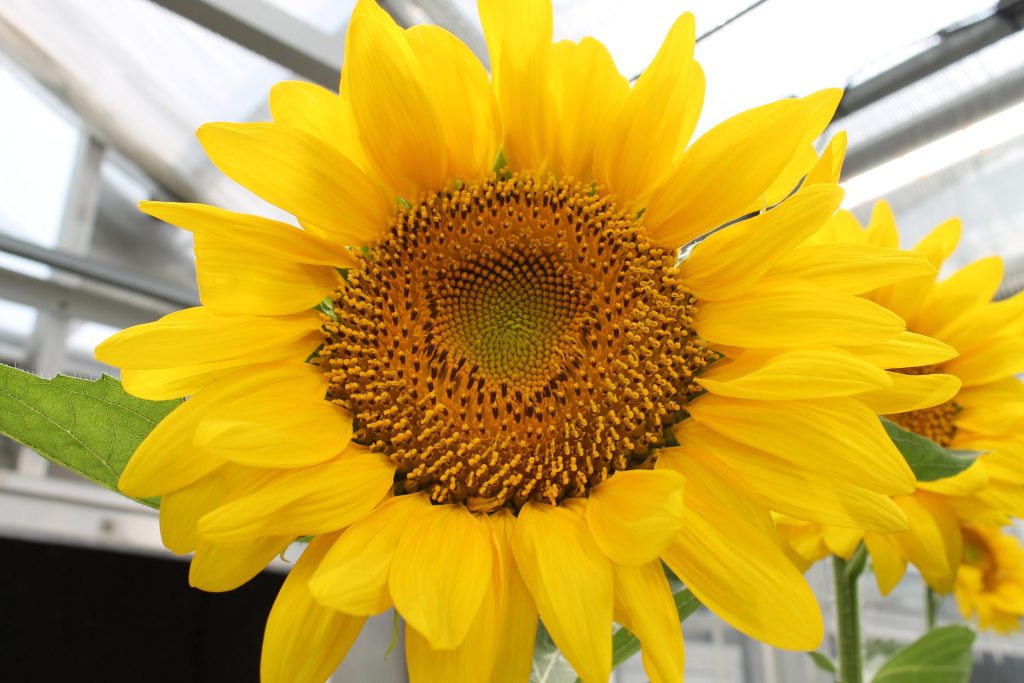 sunflower