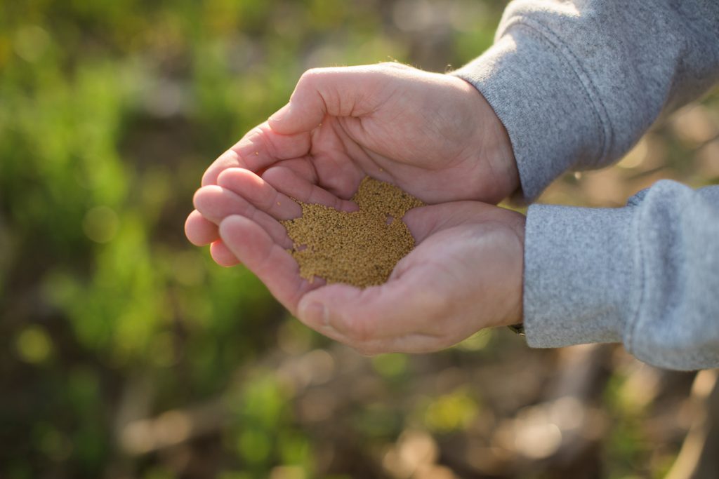 (Farm Progress) Pennycress: The first cash cover crop