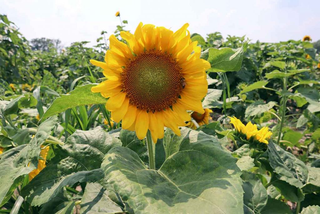 VIDEO: (HEC Media) St. Louis Agtech Startup Sees Sunflowers as Reliable Source of Natural Rubber in America’s Future