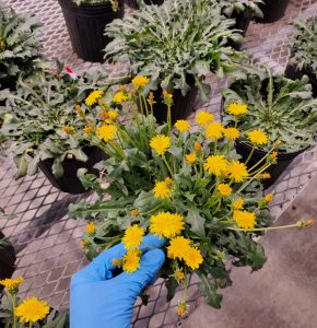 Taraxacum