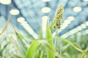 Sorghum plant in Greenhouse