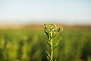 CoverCress Flowering Crop Photo