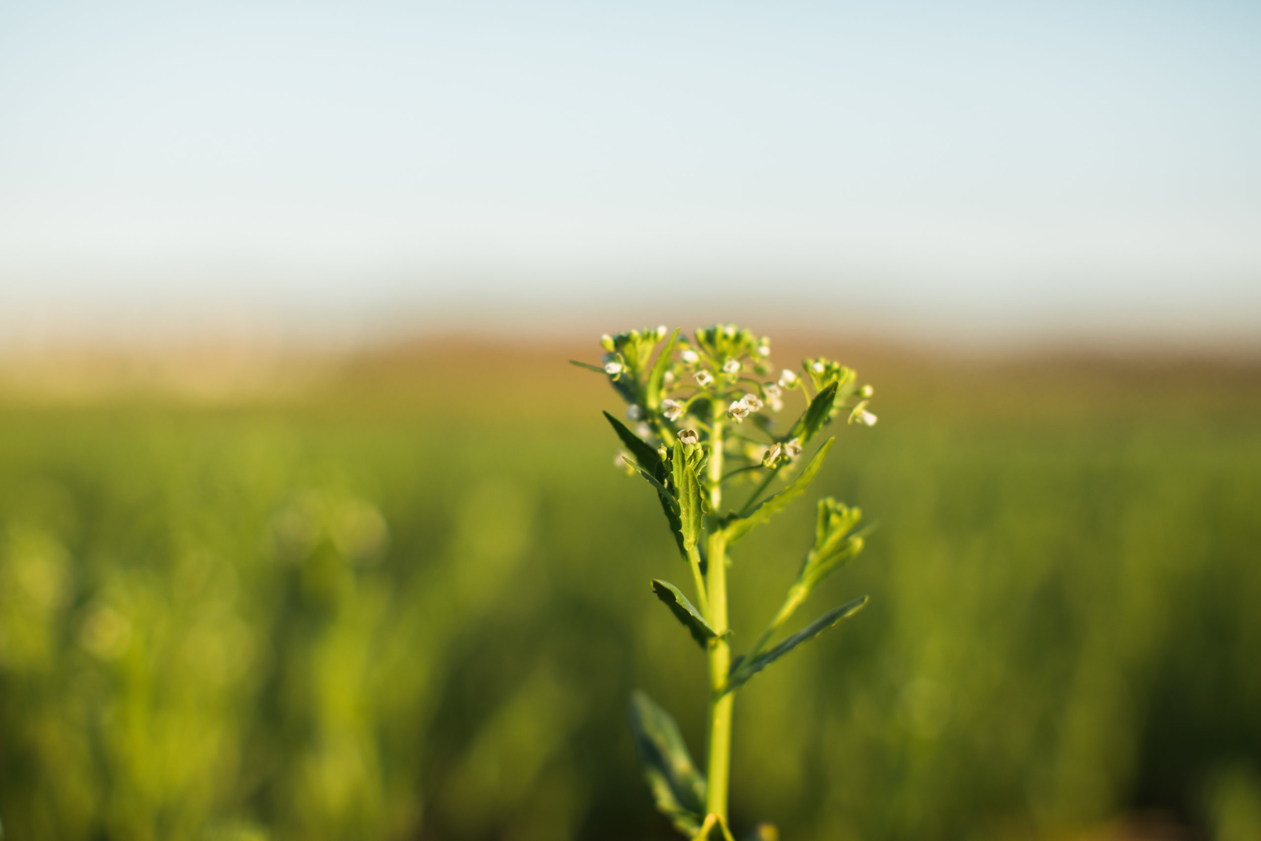 CoverCress Flowering Crop Photo