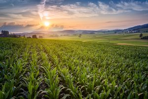 Field at sunset