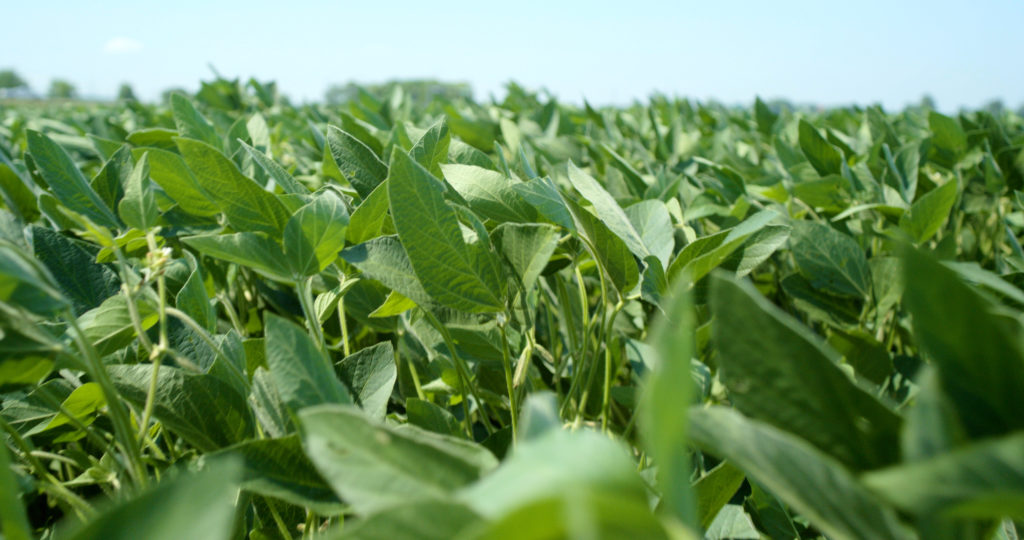 In GROW, Ultra High Protein Soybeans Demonstrate the Latest Agricultural Advancements from Benson Hill