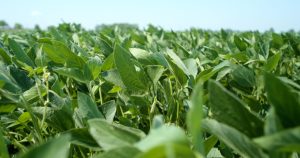 Green field closeup