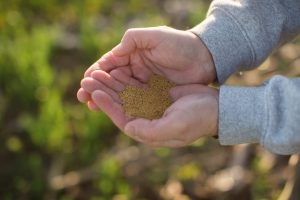 CoverCress Seed Photo