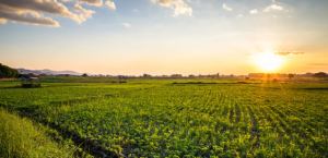 Green field at sunset