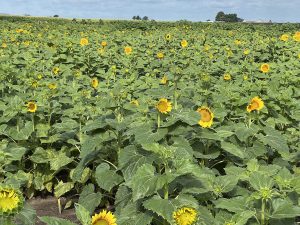Fischer Farm Sunflower